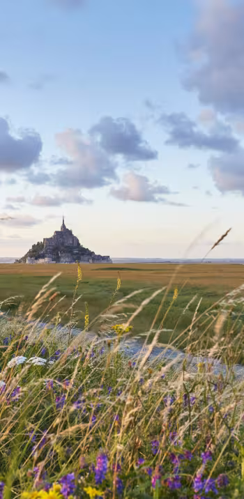 Vue du Mont-St Michel au loin, à travers champ