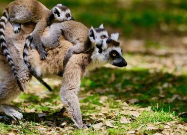 Zoo de Labenne