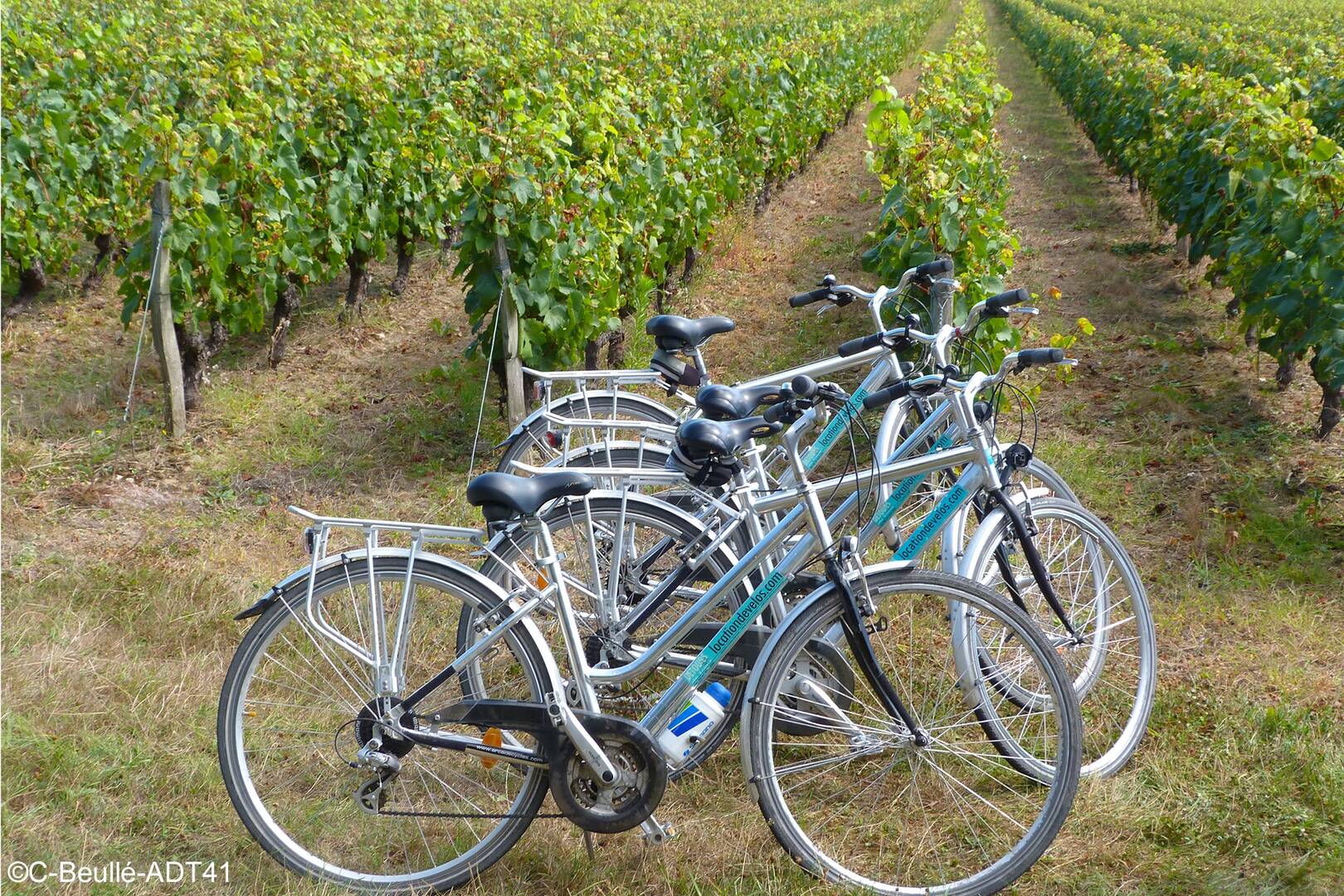 Balade v lo entre les vignes et coteaux du Touraine Mesland